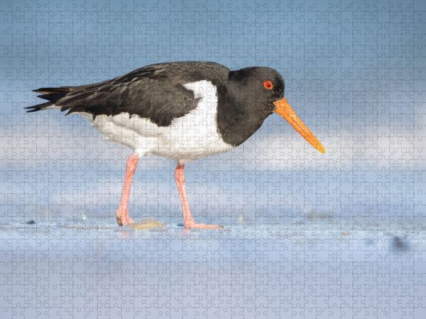 Produktbild: CALVENDO Puzzle Austernfischer (Oystercatcher) | 1000 Teile Lege-Gr&ouml;&szlig;e 64x48cm Foto-Puzzle f&uuml;r gl&uuml;ckliche Stunden