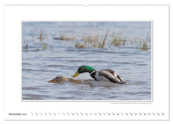 Produktbild: Emotionale Momente: Tierischer Sex. (Wandkalender 2026 DIN A2 quer), CALVENDO Monatskalender