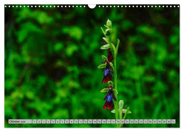 Produktbild: Orchideenwiese 2026 (Wandkalender 2026 DIN A3 quer), CALVENDO Monatskalender