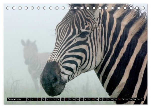 Produktbild: Zebras - Ungez&auml;hmte Kraft (Tischkalender 2026 DIN A5 quer), CALVENDO Monatskalender