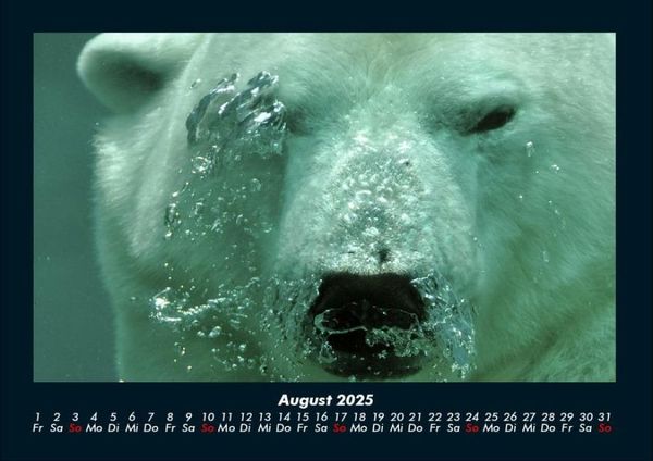 Produktbild: Pinguine & Eisb&auml;ren 2025 Fotokalender DIN A4