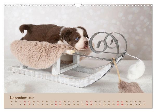 Produktbild: Achtung die Welpen kommen. (Wandkalender 2027 DIN A3 quer), CALVENDO Monatskalender
