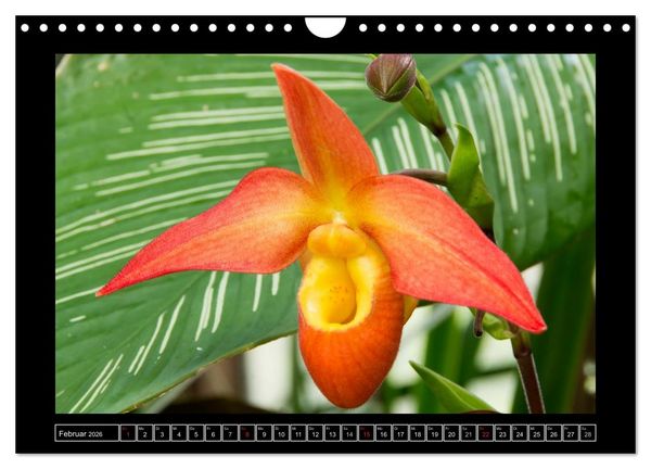 Produktbild: Frauenschuhe - die sch&ouml;nsten Orchideen der Welt (Wandkalender 2026 DIN A4 quer), CALVENDO Monatskalender
