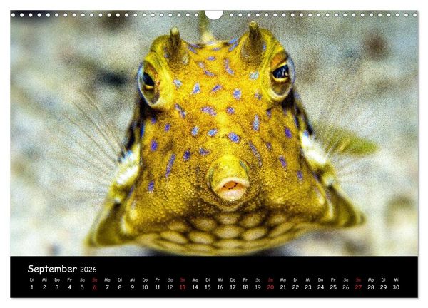 Produktbild: Die Welt unter Wasser (Wandkalender 2026 DIN A3 quer), CALVENDO Monatskalender