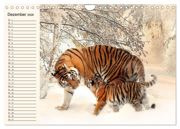 Produktbild: Tiger. Gestreift, wild und sch&ouml;n (Wandkalender 2026 DIN A4 quer), CALVENDO Monatskalender