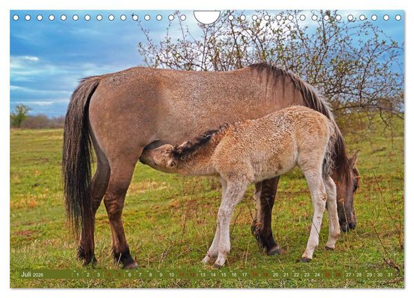 Produktbild: Mutterliebe - Konik Fohlen und Stute (Wandkalender 2026 DIN A4 quer), CALVENDO Monatskalender