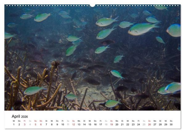 Produktbild: Unterwasserwelt der Malediven III (hochwertiger Premium Wandkalender 2026 DIN A2 quer), Kunstdruck in Hochglanz