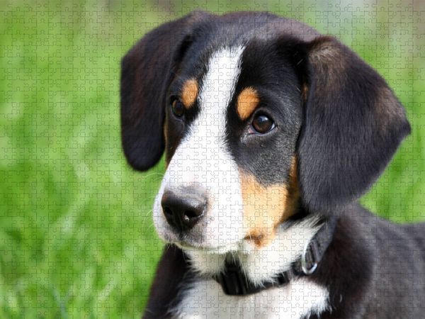 Produktbild: CALVENDO Puzzle Entlebucher Sennenhund Welpe | 1000 Teile Lege-Gr&ouml;&szlig;e 64x48cm Foto-Puzzle f&uuml;r gl&uuml;ckliche Stunden