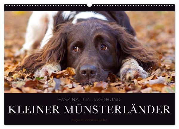 Produktbild: Faszination Jagdhund - Kleiner M&uuml;nsterl&auml;nder (Wandkalender 2026 DIN A2 quer), CALVENDO Monatskalender