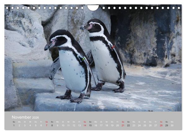 Produktbild: Pinguine 2026 (Wandkalender 2026 DIN A4 quer), CALVENDO Monatskalender