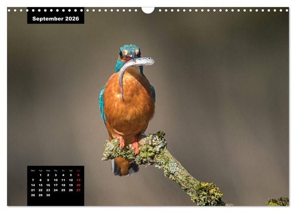 Produktbild: Beautiful birds THE KINGFISHER (Wall Calendar 2026 DIN A3 landscape), CALVENDO 12 Month Wall Calendar