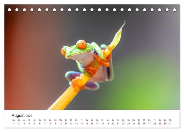 Produktbild: Fr&ouml;sche - Die wundersch&ouml;ne Welt der bunten H&uuml;pfer. (Tischkalender 2026 DIN A5 quer), CALVENDO Monatskalender