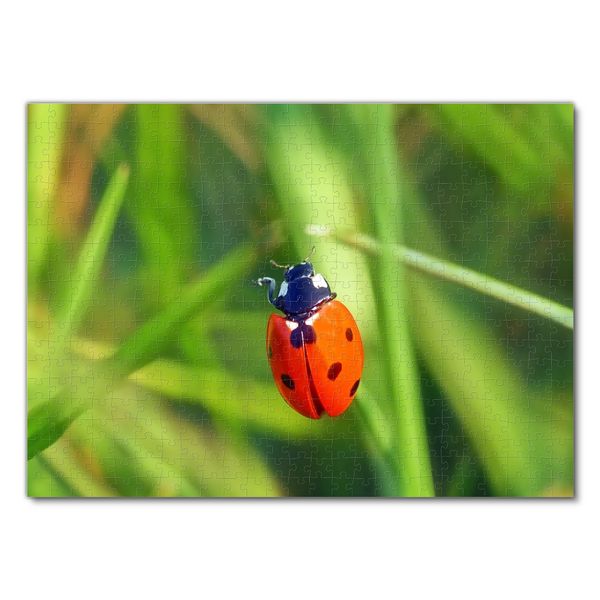 Produktbild: Lais Puzzle Marienk&auml;fer 500 Teile