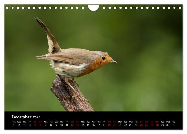 Produktbild: Popular garden birds of the united kingdom (Wall Calendar 2026 DIN A4 landscape), CALVENDO 12 Month Wall Calendar
