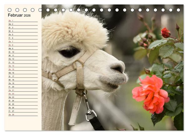 Produktbild: Alpakas im Blumenzauber (Tischkalender 2026 DIN A5 quer), CALVENDO Monatskalender