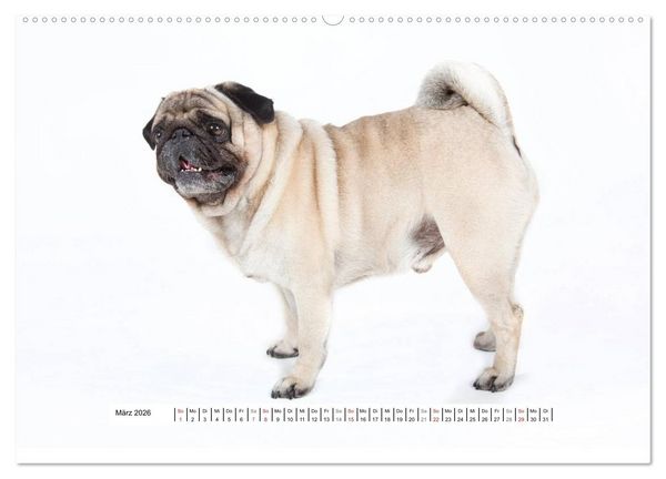 Produktbild: Mops - unwiderstehlich und charmant (hochwertiger Premium Wandkalender 2026 DIN A2 quer), Kunstdruck in Hochglanz