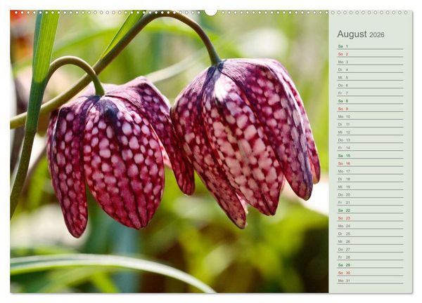 Produktbild: Liebenswerte Gl&ouml;ckchen (Wandkalender 2026 DIN A2 quer), CALVENDO Monatskalender