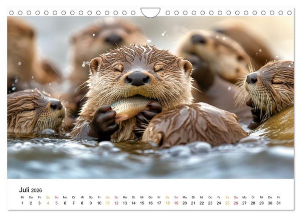 Produktbild: Wilde Heimat - Fischotter (Wandkalender 2026 DIN A4 quer), CALVENDO Monatskalender