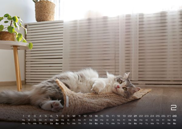 Produktbild: Miau - Unsere Stubentiger - Der Katzenkalender - 2027 - Kalender DIN A2