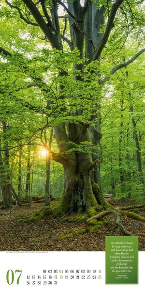 Produktbild: Mythos Wald Literatur-Kalender 2027