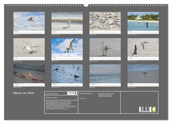 Produktbild: M&ouml;wen am Meer (Wandkalender 2026 DIN A2 quer), CALVENDO Monatskalender