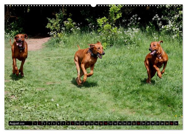 Produktbild: Rhodesian Ridgeback, Pure Lebensfreude (hochwertiger Premium Wandkalender 2026 DIN A2 quer), Kunstdruck in Hochglanz