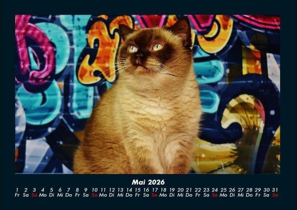 Produktbild: F&uuml;r Katzenfreunde 2026 Fotokalender DIN A4