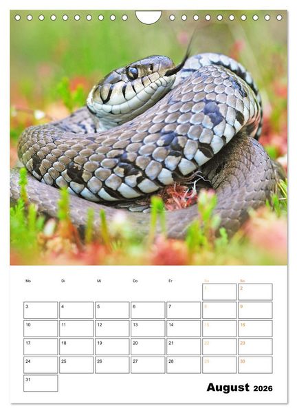Produktbild: Wilde Tiere: Zuhause in Wald und Flur (Wandkalender 2026 DIN A4 hoch), CALVENDO Monatskalender