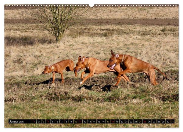 Produktbild: Rhodesian Ridgeback, Pure Lebensfreude (hochwertiger Premium Wandkalender 2026 DIN A2 quer), Kunstdruck in Hochglanz