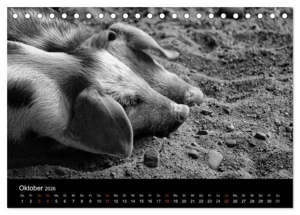 Produktbild: Das Leben der Schweine (Tischkalender 2026 DIN A5 quer), CALVENDO Monatskalender
