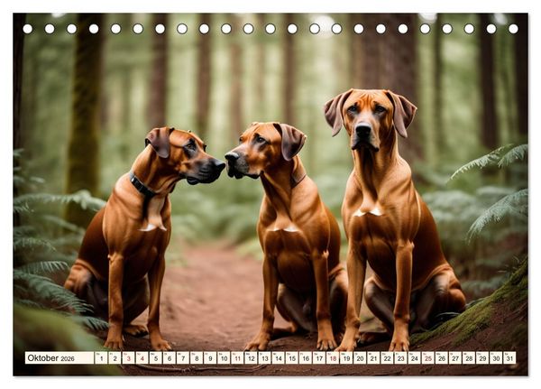 Produktbild: Rhodesian Ridgeback - Athlet mit R&uuml;ckenkamm (Tischkalender 2026 DIN A5 quer), CALVENDO Monatskalender