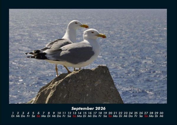 Produktbild: M&ouml;wen 2026 Fotokalender DIN A4