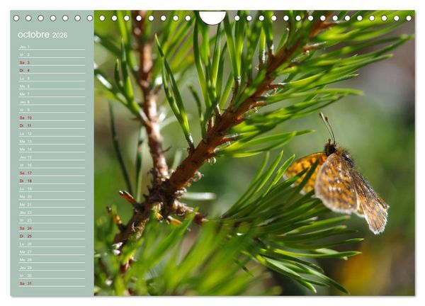 Produktbild: Merveilleux papillons (Calendrier mural 2026 DIN A4 vertical), CALVENDO calendrier mensuel