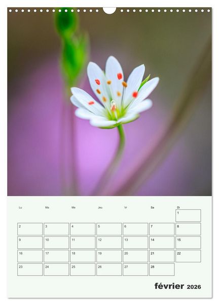 Produktbild: Les fleurs, &eacute;ternelles &eacute;phem&egrave;res (Calendrier mural 2026 DIN A3 horizontal), CALVENDO calendrier mensuel