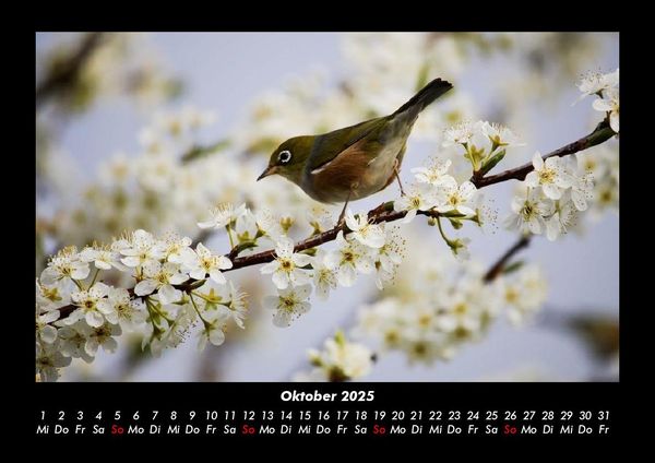 Produktbild: Welt der V&ouml;gel 2025 Fotokalender DIN A3