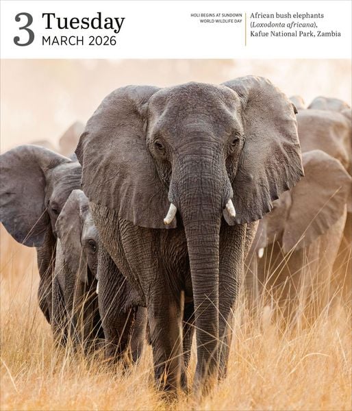 Produktbild: Audubon Nature Page-A-Day(r) Gallery Calendar 2026