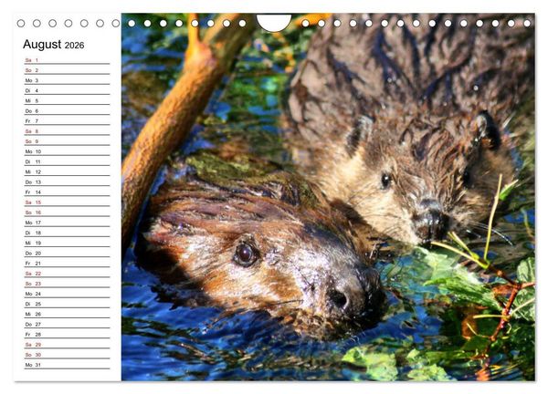 Produktbild: Das Familienleben der Biber (Wandkalender 2026 DIN A4 quer), CALVENDO Monatskalender