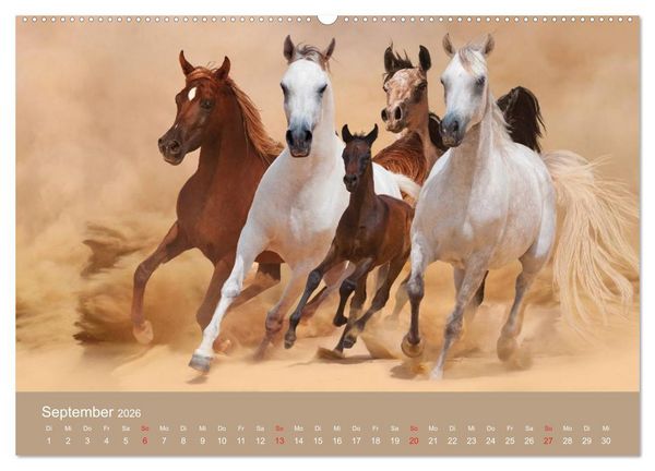 Produktbild: Pferde &bull; Araber im W&uuml;stensand (Wandkalender 2026 DIN A2 quer), CALVENDO Monatskalender