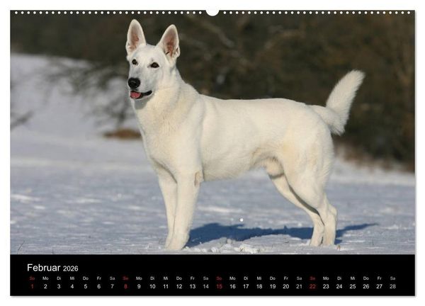 Produktbild: Mit dem Deutschen Sch&auml;ferhund durch's Jahr (hochwertiger Premium Wandkalender 2026 DIN A2 quer), Kunstdruck in Hochglanz