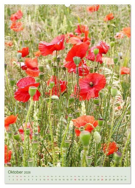 Produktbild: Mohn im Feld (hochwertiger Premium Wandkalender 2026 DIN A2 hoch), Kunstdruck in Hochglanz