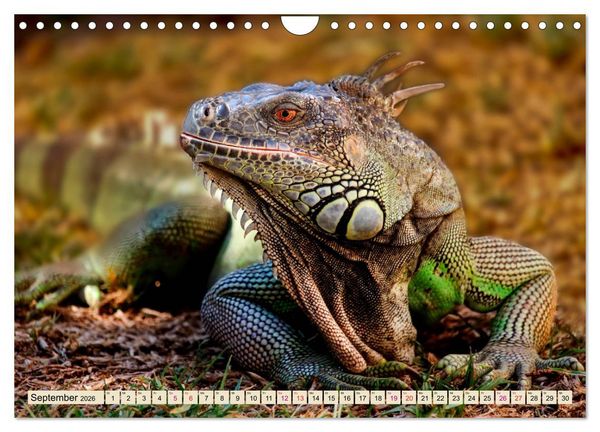 Produktbild: Wundersch&ouml;ner Leguan (Wandkalender 2026 DIN A4 quer), CALVENDO Monatskalender