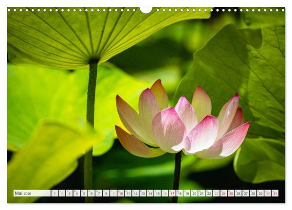 Produktbild: Trauminseln der Welt - Mauritius (Wandkalender 2026 DIN A3 quer), CALVENDO Monatskalender