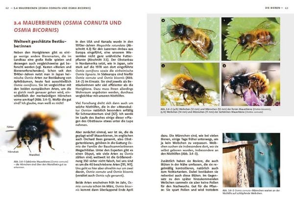 Produktbild: Wildbienen haben es auch nicht leicht