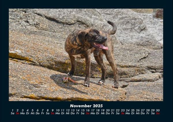 Produktbild: Der Hundekalender 2025 Fotokalender DIN A4