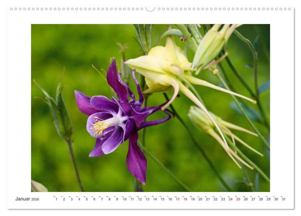 Produktbild: Akeleien im Garten (hochwertiger Premium Wandkalender 2026 DIN A2 quer), Kunstdruck in Hochglanz