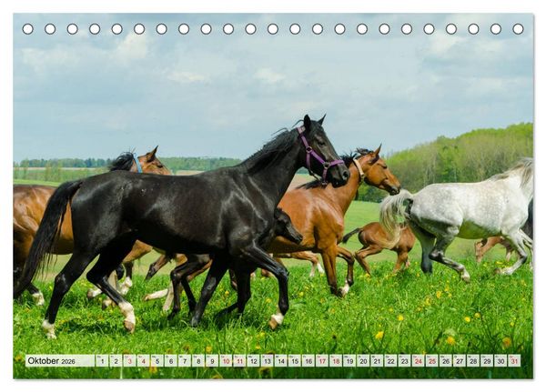 Produktbild: Edle Pferde - ausgelassen und unbeschwert (Tischkalender 2026 DIN A5 quer), CALVENDO Monatskalender