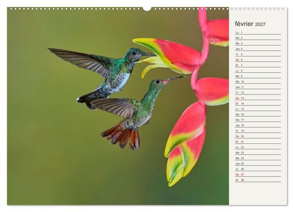 Produktbild: Colibris &ndash; &eacute;clats de nature (Calendrier mural 2027 DIN A2 vertical) calendrier de bureau