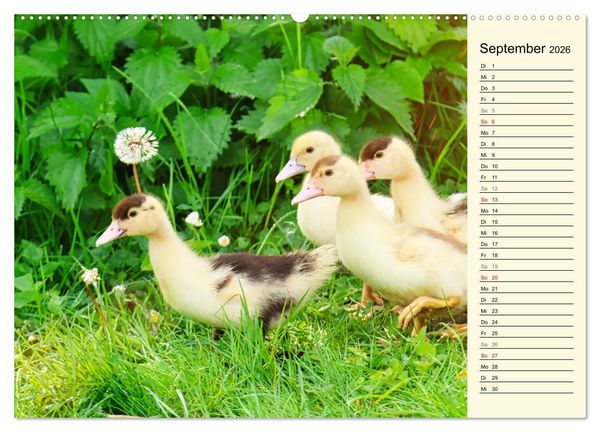 Produktbild: Entz&uuml;ckende Entenk&uuml;ken (hochwertiger Premium Wandkalender 2026 DIN A2 quer), Kunstdruck in Hochglanz