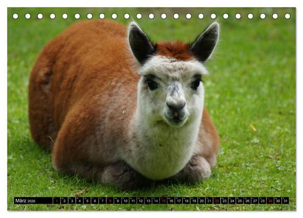 Produktbild: Lama und Alpaka (Tischkalender 2026 DIN A5 quer), CALVENDO Monatskalender