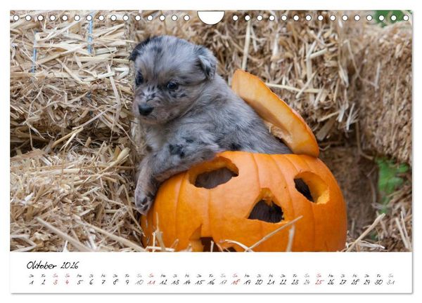 Produktbild: Aussie Welpen 2026 (Wandkalender 2026 DIN A4 quer), CALVENDO Monatskalender
